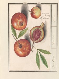 Granátové jablko (Punica granatum) Grenaert jablka. / Malá Punica. / Granáty. (název na objektu)