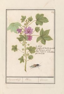 Sléz velký (Malva sylvestris) Sigmaardova bylina / Alcea. / Guimauvre. (název na objektu) od Anselmus Boëtius de Boodt