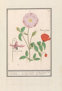 Psí zub (Erythronium), divoká růže (Rosa) a mák (Poppy) 1. Pouze růže Bosch. 2. stojan pro psy. 3. Kankel Bloeme. / 1. Rosa Silvestris. 2. Dens Canisus 3. Poppy Rheas. / 1. Rose de bois gratte cul 2. Dent de Chien. 3. Pavot. (název na objektu) od Anselmus Boëtius de Boodt