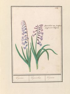 Hyacint (Hyacinthus orientalis) Hijacin / Hyacinthus / Hijacinte (název na objektu)