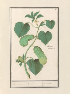 Komkommer (Cucumber sativa) Kompromis / Okurka / Cornichon. (název na objektu)