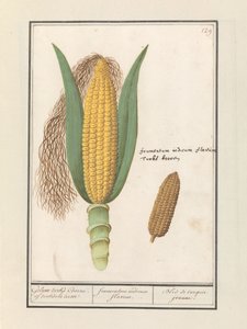 Kukuřice (Zea mays) Geluwe Turci Coorne. turksche terwe / žlutá indická kukuřice / Bled de turquie jeaune (název na objektu) od Anselmus Boëtius de Boodt