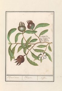 mišpule (Mespilus germanica) Mišpule strom. / Mespilus. / Nefflier (název na objektu)
