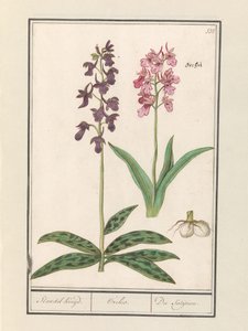 Orchideje (Orchidaceae) Standel Cruise. / Orchis. / The Satijrion. (název na objektu)