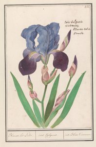 Kosatec fialový (Iris germanica) Modrá Iris Lily. / kosatec Vulgaris. / iris Blue Commune (název na objektu)