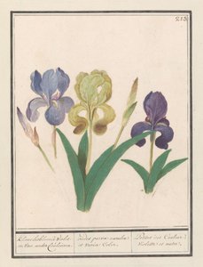 Iris germanica (Iris germanica) Kleene lisbloemen Violet a van ander Couleuren. / malé duhy modré a různých barev. / Petite iris Couleur Violette et al. (název na objektu) od Anselmus Boëtius de Boodt