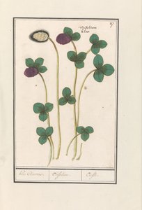 Jetel červený (Trifolium pratense) Klee Claevers. / Trifolium. / Trefle (název na objektu) od Anselmus Boëtius de Boodt