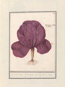 Červené zelí (Brassica oleracea convar. capitata var. rubra) Červený Cauwel. / Brassica rubra. / Choux rouge (název na objektu) od Anselmus Boëtius de Boodt