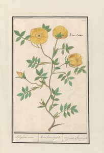 růže (Rosa) jediná žlutá růže. / Rosa lutea simplex / rose jeaune à fleur simple (název na objektu) od Anselmus Boëtius de Boodt