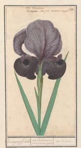 Rouw kosatec (Iris susiana) ze suzyaensche lisbloeme / kosatec Calcedonica. duhovka Susiana major. / suze duhovka. (název na objektu) od Anselmus Boëtius de Boodt