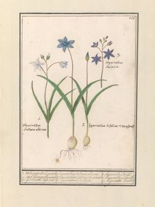 sterhyacint (Scilla) 1. Witte je včera jesternde. 2. Twee blaerigen hidacint. 3. Včera unesli. / 1. Hyacinthus Stellaris albicans 2. Hyacinthus bifolius Theophrastus 3. Hyacinthus Stellaris. / 1. hyacint Etoilée 2. hyacint a 2 feuille 3 hijac od Anselmus Boëtius de Boodt