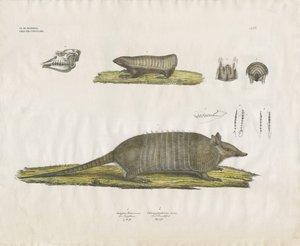 Pásovci s lebkou a zubními strukturami (ručně kolorovaná litografie) od Anstalt Arnz & Co.