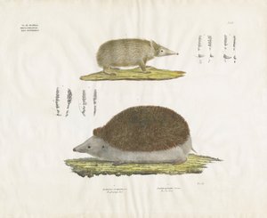 Ježek a tenrec s anatomickými detaily (ručně kolorovaná litografie) od Anstalt Arnz & Co.