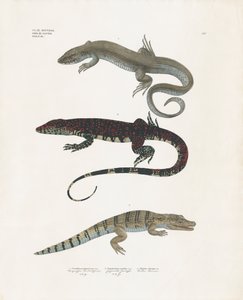 Ještěrka obecná, ještěrka jedovatá a aligátor ze třídy plazů (ručně kolorovaná litografie) od Anstalt Arnz & Co.