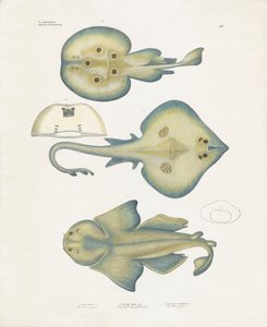Druhy rejnoků z řádu Rajiformes (ručně kolorovaná litografie) od Anstalt Arnz & Co.