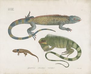 Ještěrky šupinaté z různých biotopů (ručně kolorovaná litografie) od Anstalt Arnz & Co.