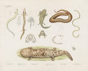 Různí obojživelníci a anatomické studie (ručně kolorovaná litografie) od Anstalt Arnz & Co.