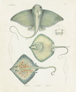 Různé druhy paprsků s anatomickými detaily (ručně kolorovaná litografie) od Anstalt Arnz & Co.