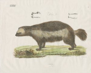 Wolverine s detaily zubů (ručně kolorovaná litografie) od Anstalt Arnz & Co.