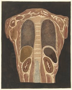 Anatomická studie orgánů v hrudníku při pohledu zezadu