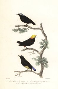 Druh Manakin. od Antoine (after) Chazal