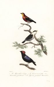 Druh Manakin. od Antoine (after) Chazal