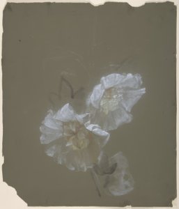 květinový design od Antoine Berjon