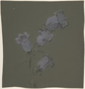 Sprej Canterbury Bells od Antoine Berjon