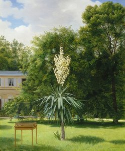 Palma yucca v parku Neuilly. 1845