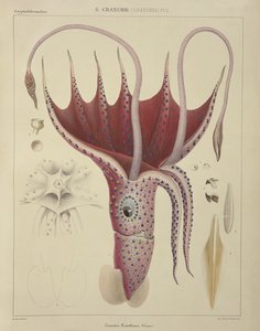 Olihně, Pl.2 z "Histoire Naturelle Generale et Particuliere des Cephalopodes Acetabuliferes", vyd. Ferussac und D