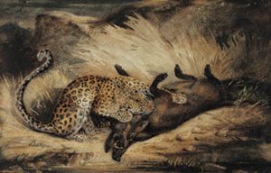 Leopard žere kance.