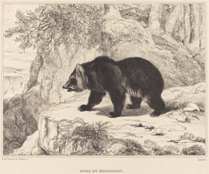 Mississippi medvěd, 1836.