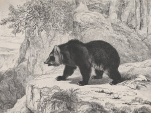 Mississippi medvěd, 1836. od Antoine Louis Barye