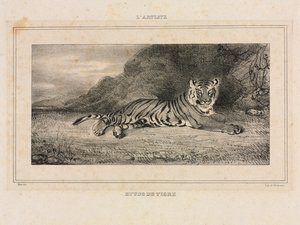 Studie tygra od Antoine Louis Barye
