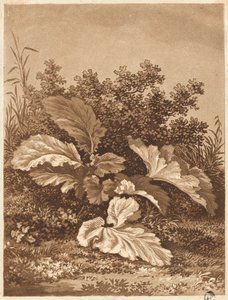 Studie listů, c. 1800. od Anton Balzer