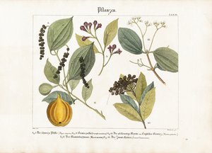 Hospodářsky významné rostliny koření