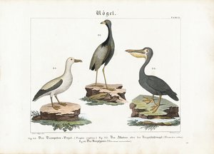 Trubač, albatros a pelikán