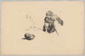 Amarylis a vlašské ořechy Flower and Fruit Studies (...) 3. epizoda (název série) od Anton Weiss