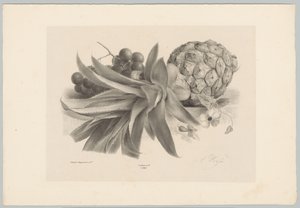 Ananas a hrozny Flower and Fruit Studies (...) 10. epizoda (název série) od Anton Weiss
