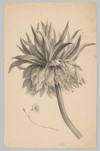 Květ na stonku Flower and Fruit Studies (...) 3. epizoda (název série) od Anton Weiss