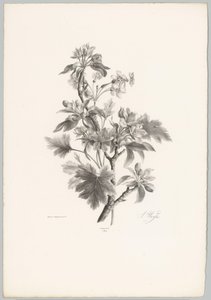 Květiny na větvi Flower and Fruit Studies (...) 10. epizoda (název série) od Anton Weiss