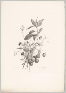 Květiny, jahody a třešně Flower and Fruit Studies (...) 10. epizoda (název série)