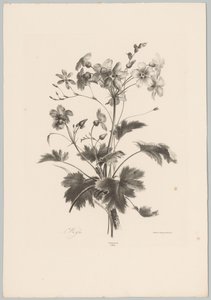 Květiny s trny Flower and Fruit Studies (...) 10. epizoda (název série) od Anton Weiss