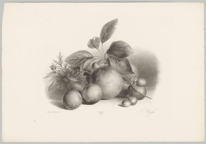 Květiny, nektarinky a lískové ořechy Flower and Fruit Studies (...) 10. epizoda (název série) od Anton Weiss
