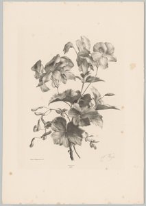 Různé květiny Flower and Fruit Studies (...) 10. epizoda (název série) od Anton Weiss