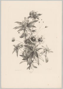 Různé květiny Flower and Fruit Studies (...) 10. epizoda (název série) od Anton Weiss