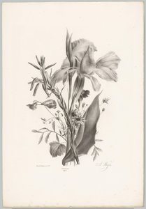 Diverse bloemen Bloem en Fruit Studien (...) 10e aflevering (series title)   1373600   cs       czech Successfully Translated  Original: Fire in the Port Translat: Fire in the Port 1276830 cs czech Successfully Translated Original: Musical Still Life Trans od Anton Weiss
