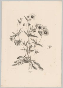 Různé květiny Flower and Fruit Studies (...) 10. epizoda (název série) od Anton Weiss