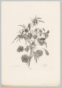 Různé květiny Flower and Fruit Studies (...) 10. epizoda (název série) od Anton Weiss