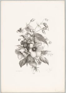 Různé květiny Flower and Fruit Studies (...) 10. epizoda (název série) od Anton Weiss
